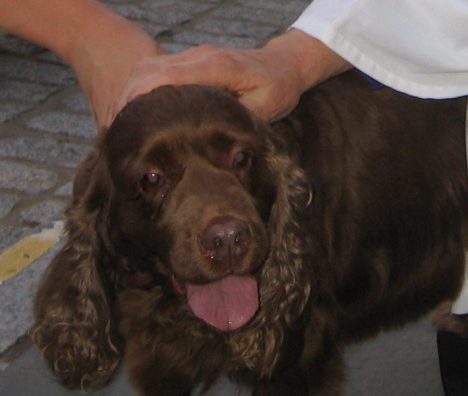 Lilly at Blessing of the Animals