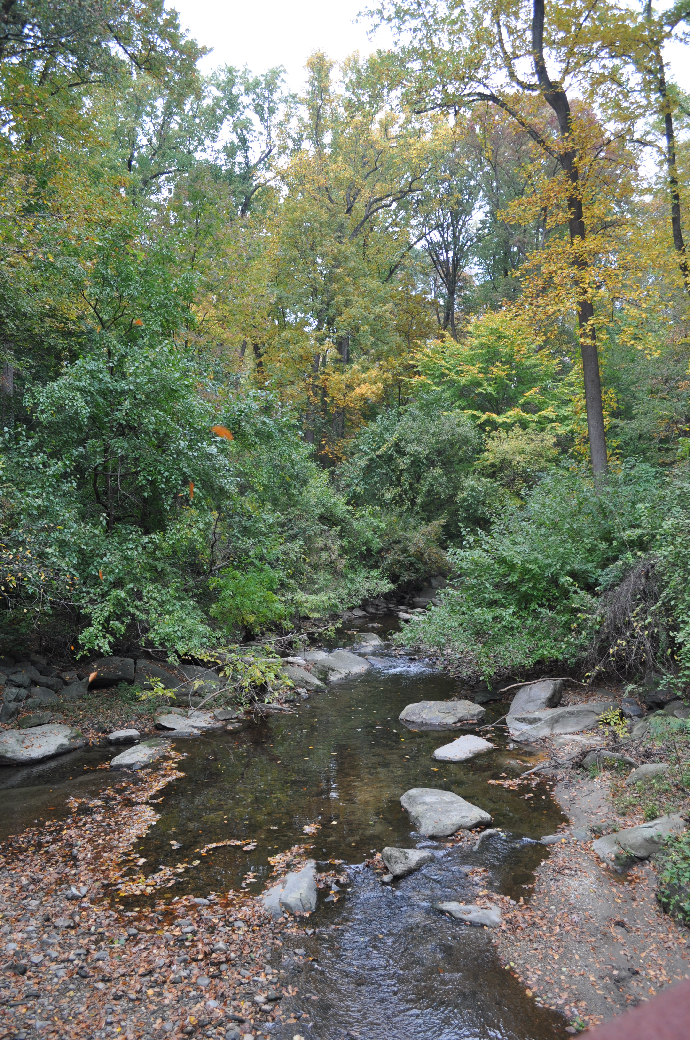 Sligo Creek October 2011