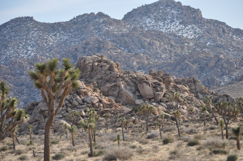 Joshua Tree National Park View
