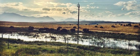 Buffalo herd in Montana