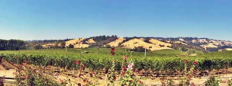 Navarro Winery 