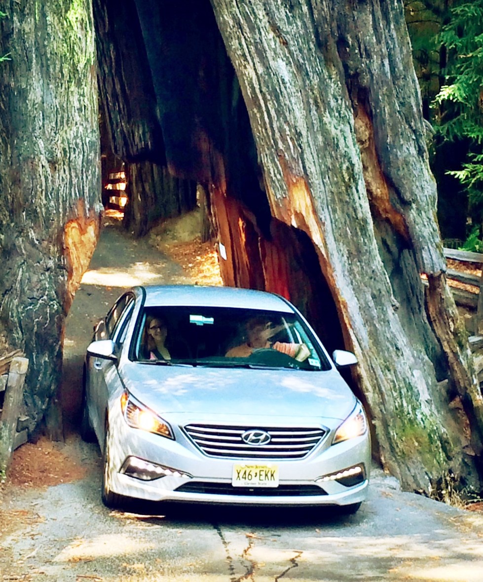 Driving through a California redwood
