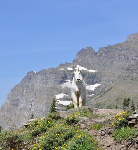 Glacier Mountain Goat