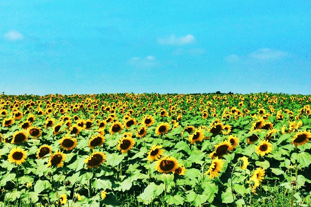 North Dakota Sunflowers