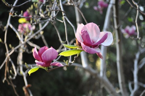 Flowers from Pomona Family Weekend