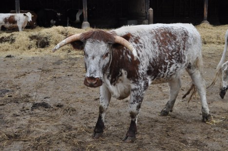 British Longhorn
