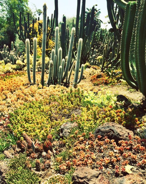 Desert Garden
