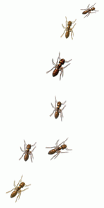 Ants