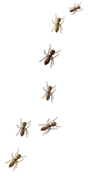 Ants