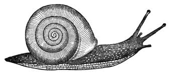 Snail (Algonquin Books)