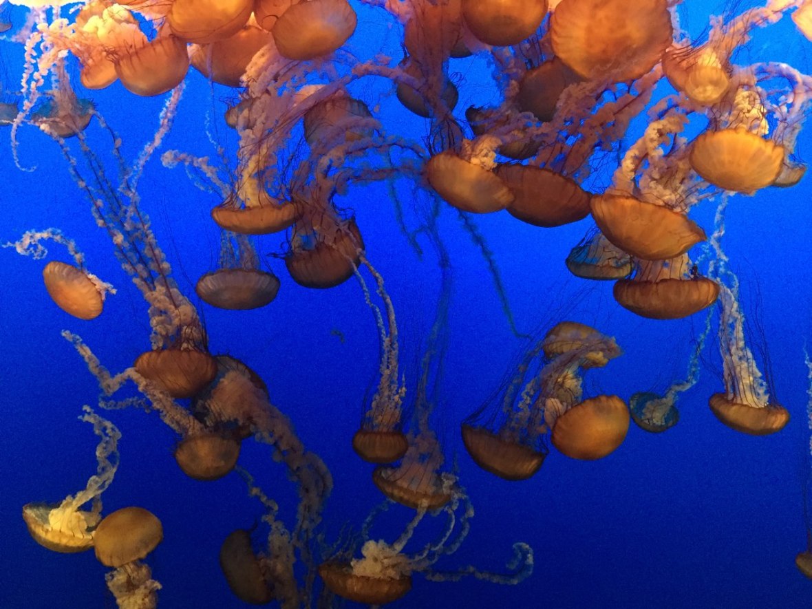 Jellyfish