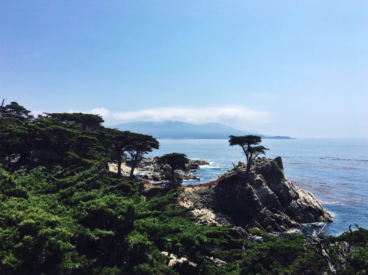 Lone Cypress