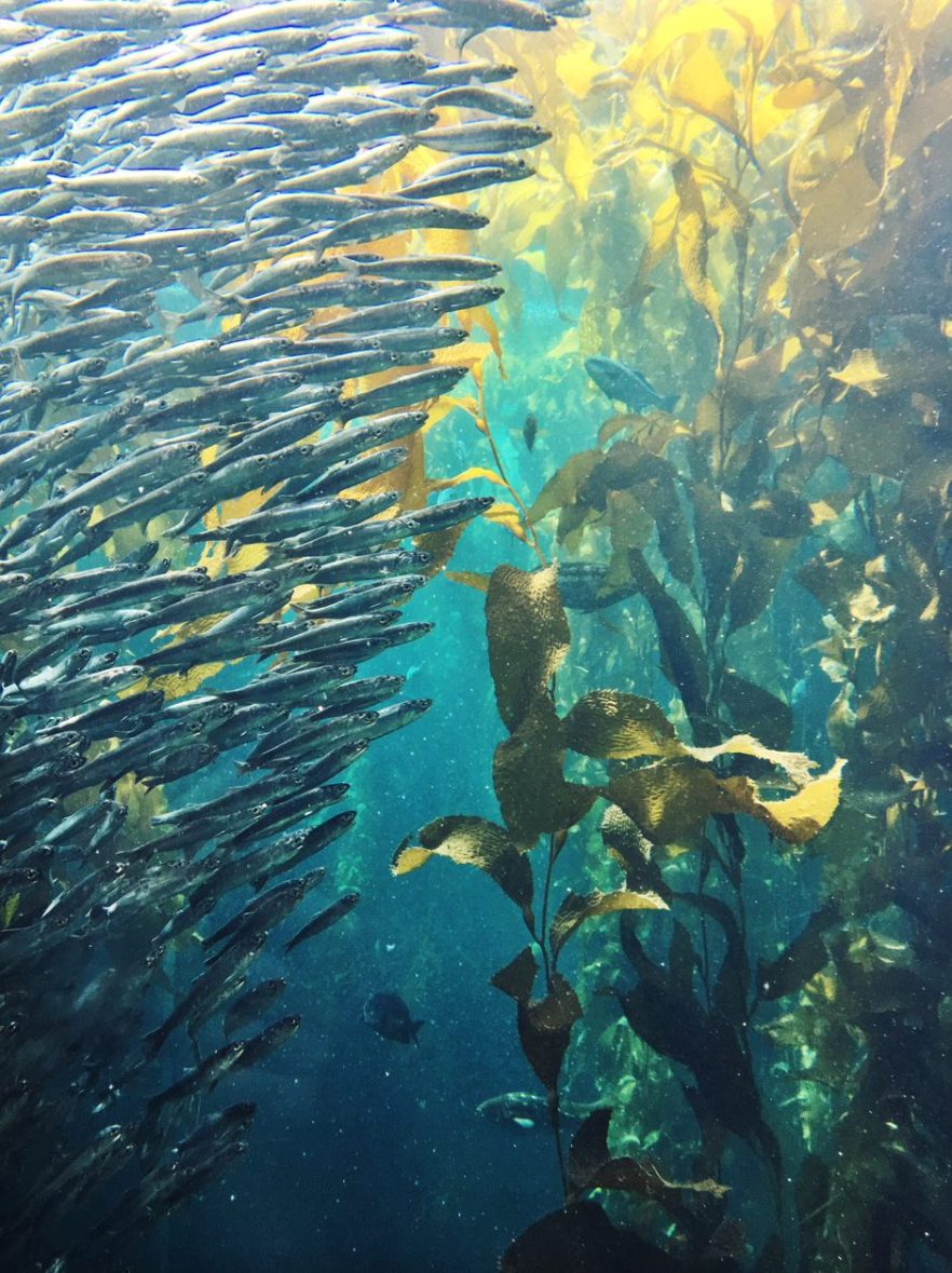 School of Fish