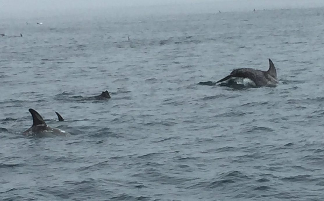 Dolphins in Monterey Bay