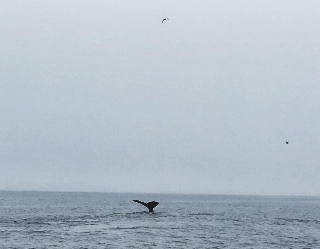 Humpback Whale Dives