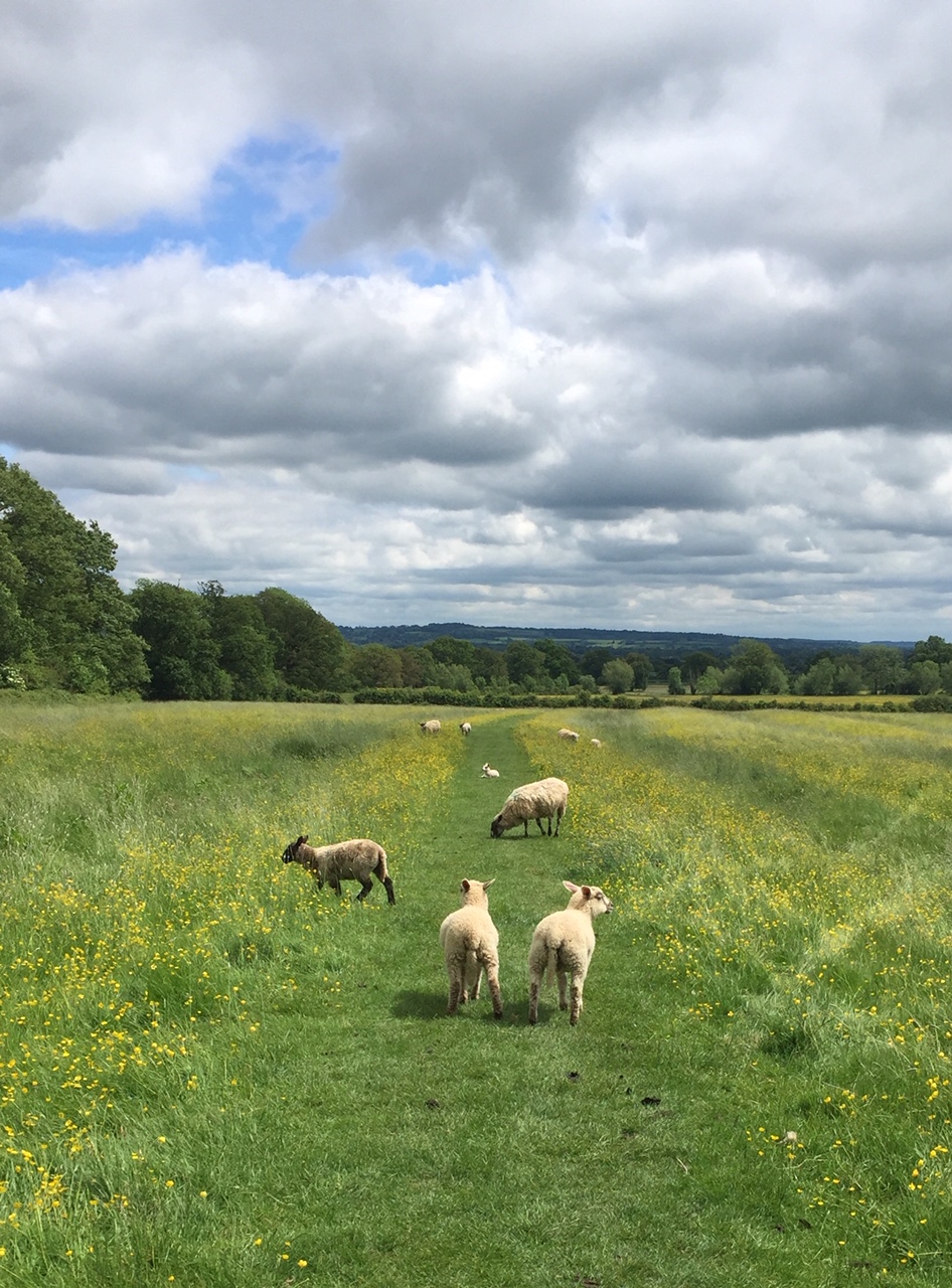 Rambling with the sheep