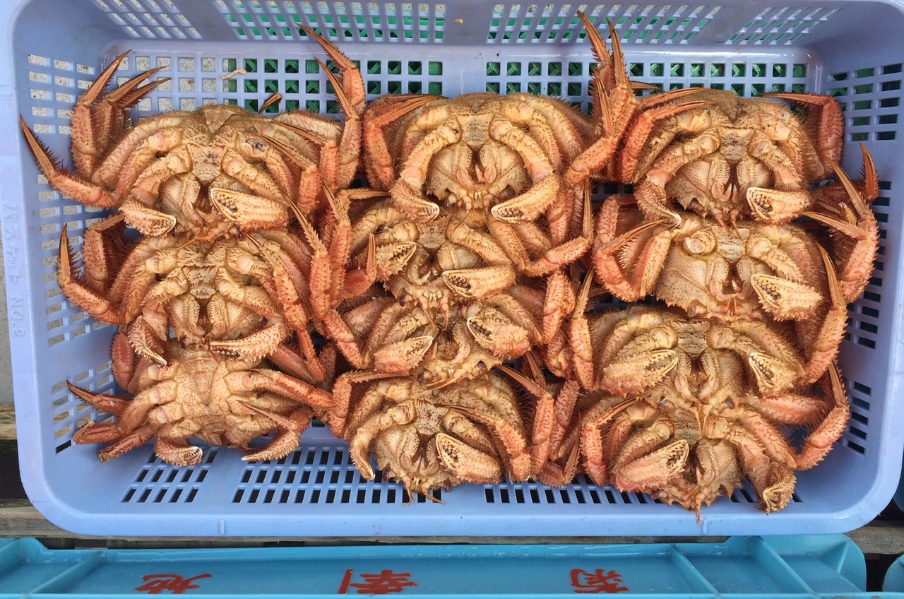 Hakodate fish market